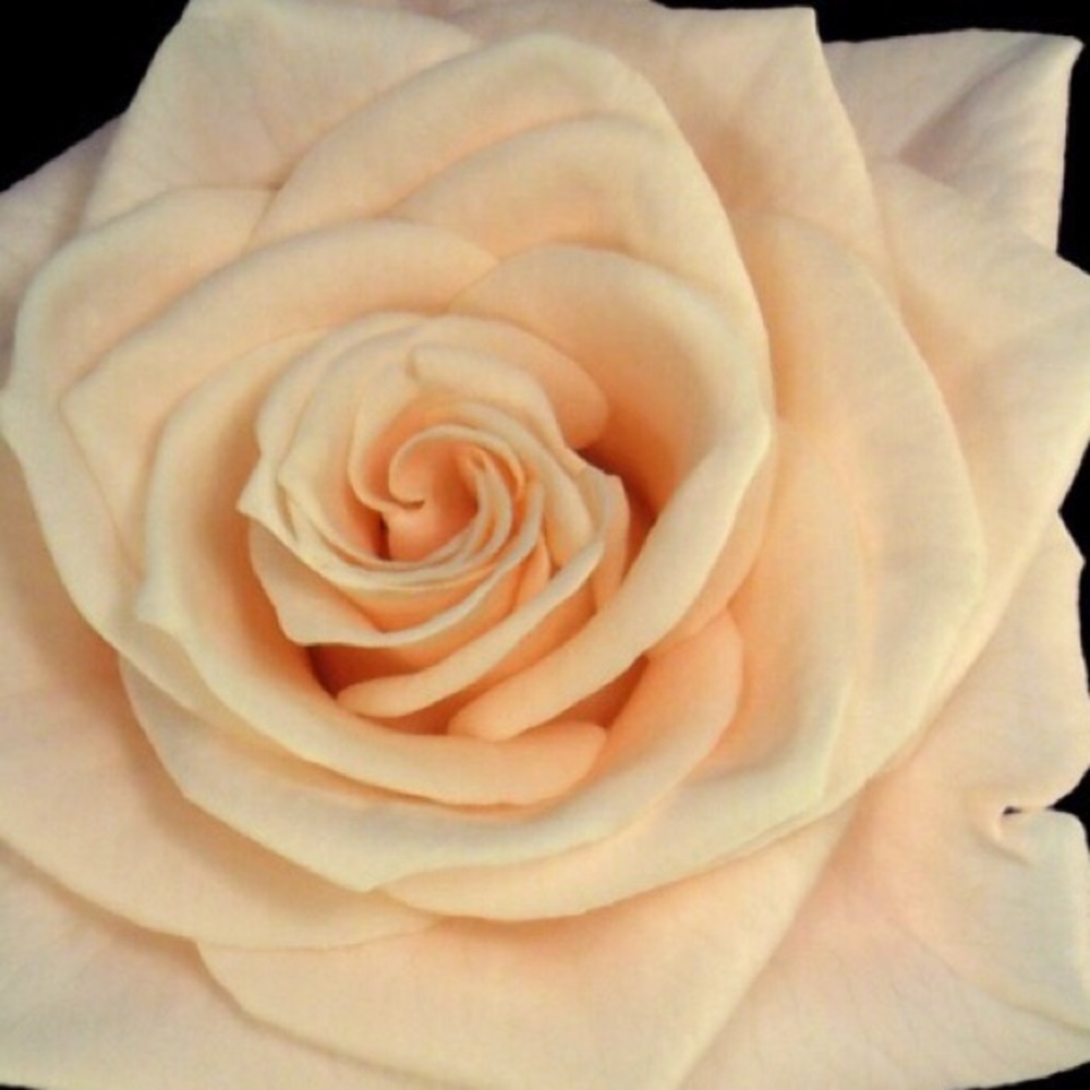 Meet your Posher, Tresa